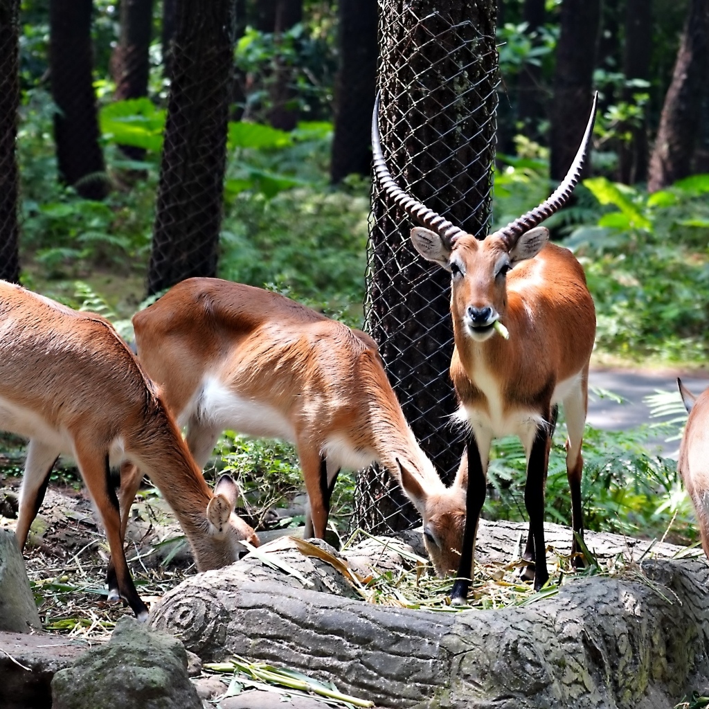 Газели в зоопарке
