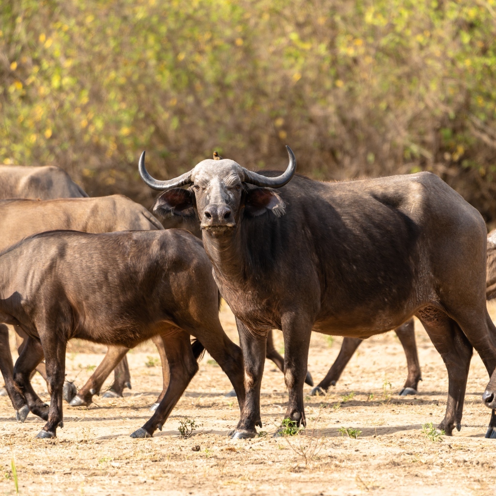 Стадо диких буйволов