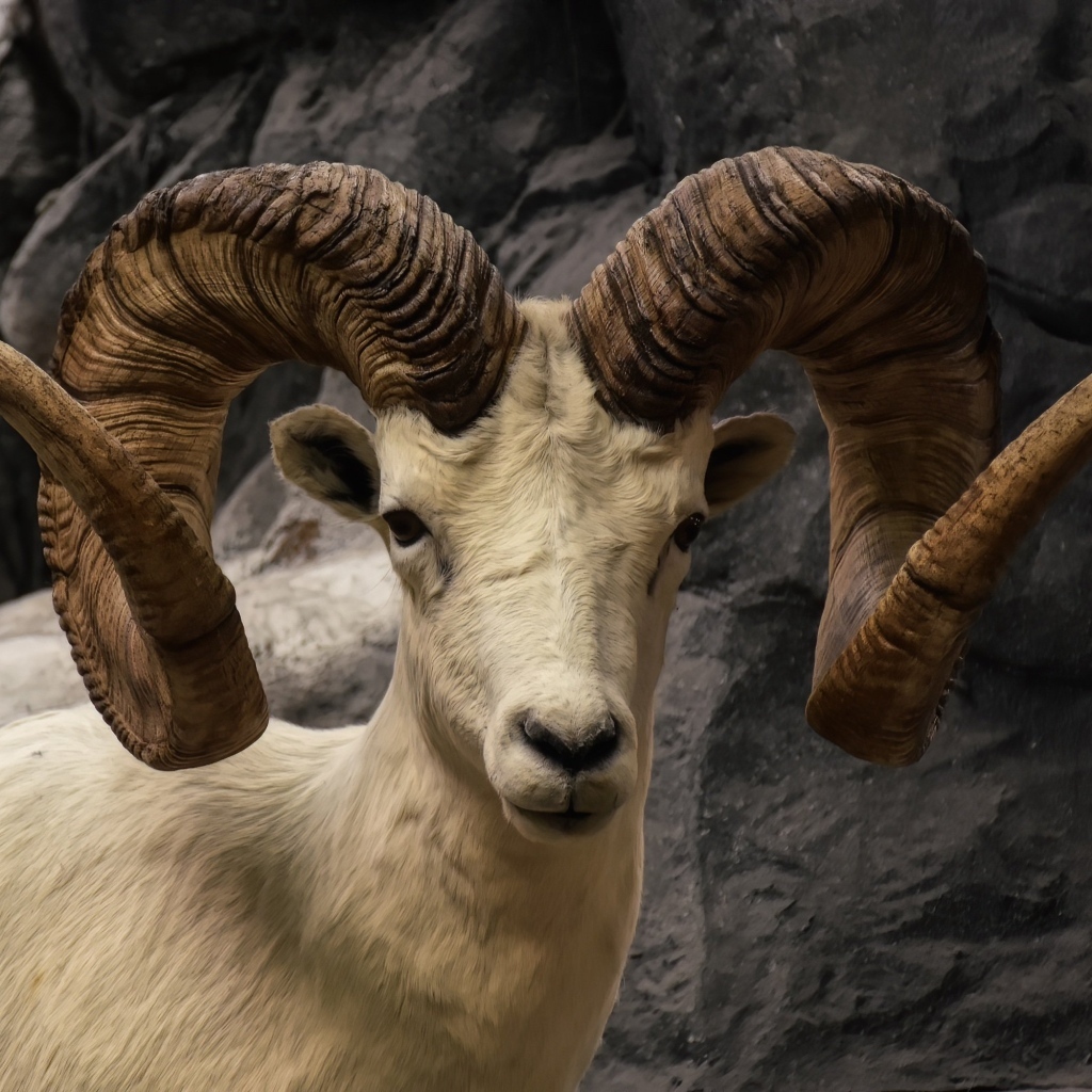 Большие закрученные рога горного козла