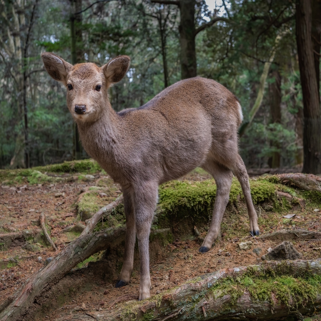 Маленький олененок в лесу