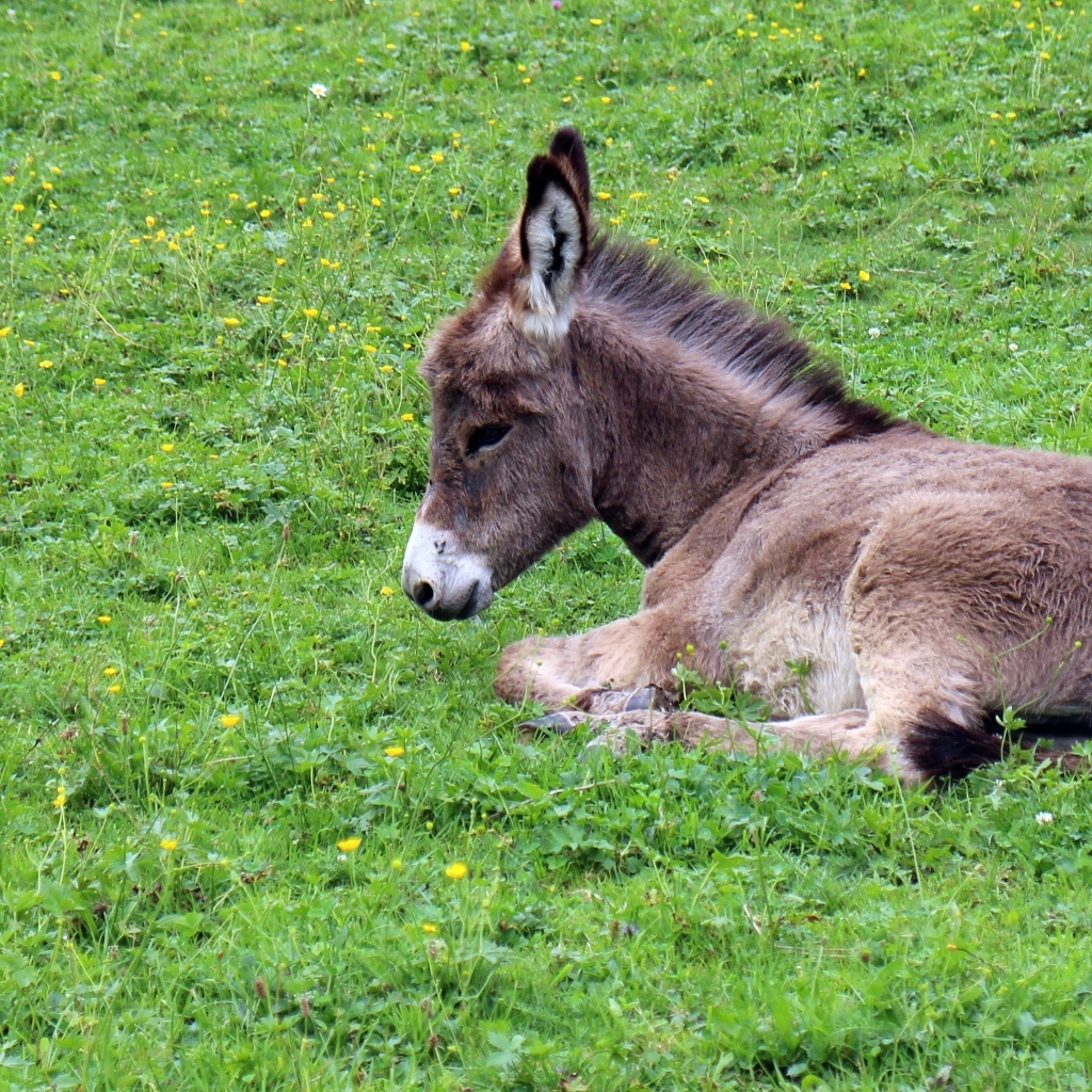 Маленький ослик лежит на зеленой траве