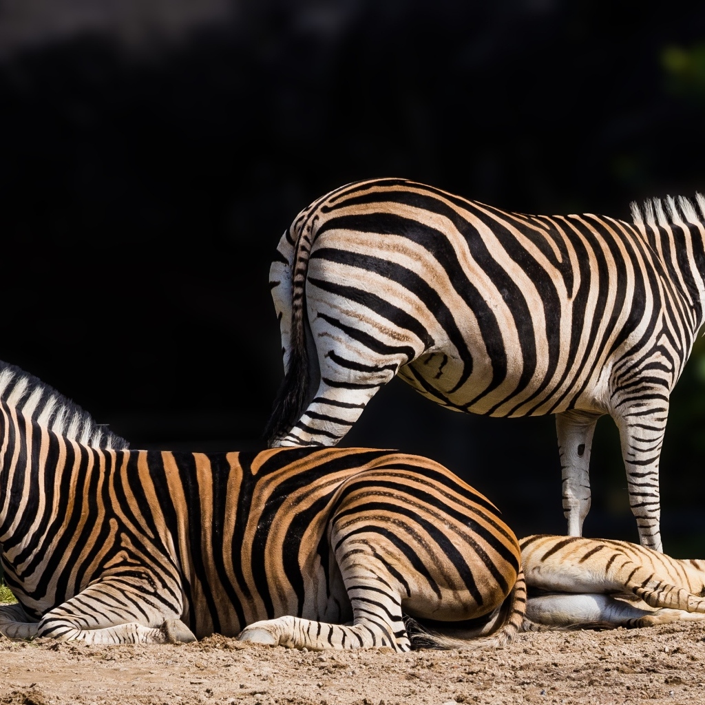 Полосатые зебры лежат на земле