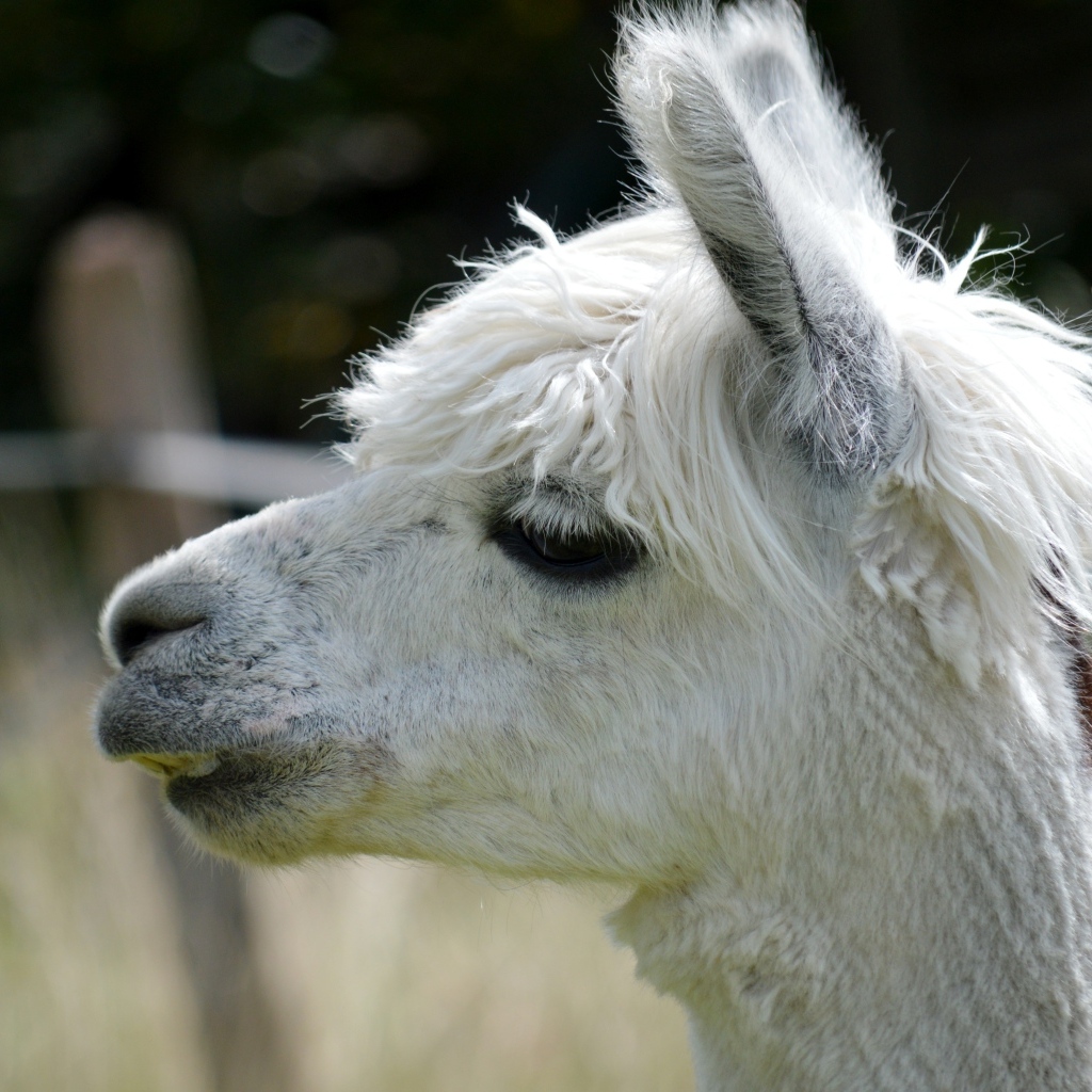 Голова белой ламы крупным планом