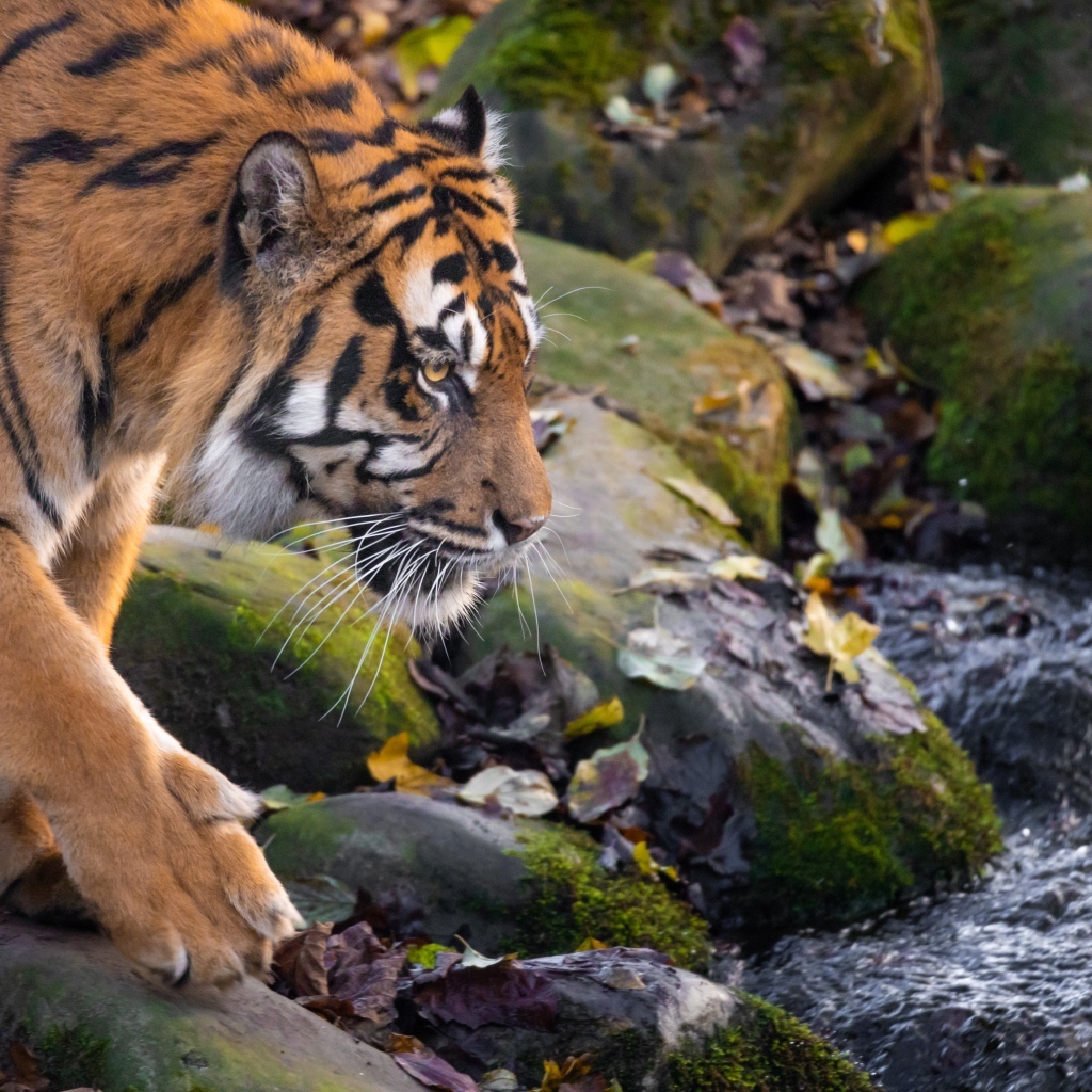Большой полосатый тигр идет к воде