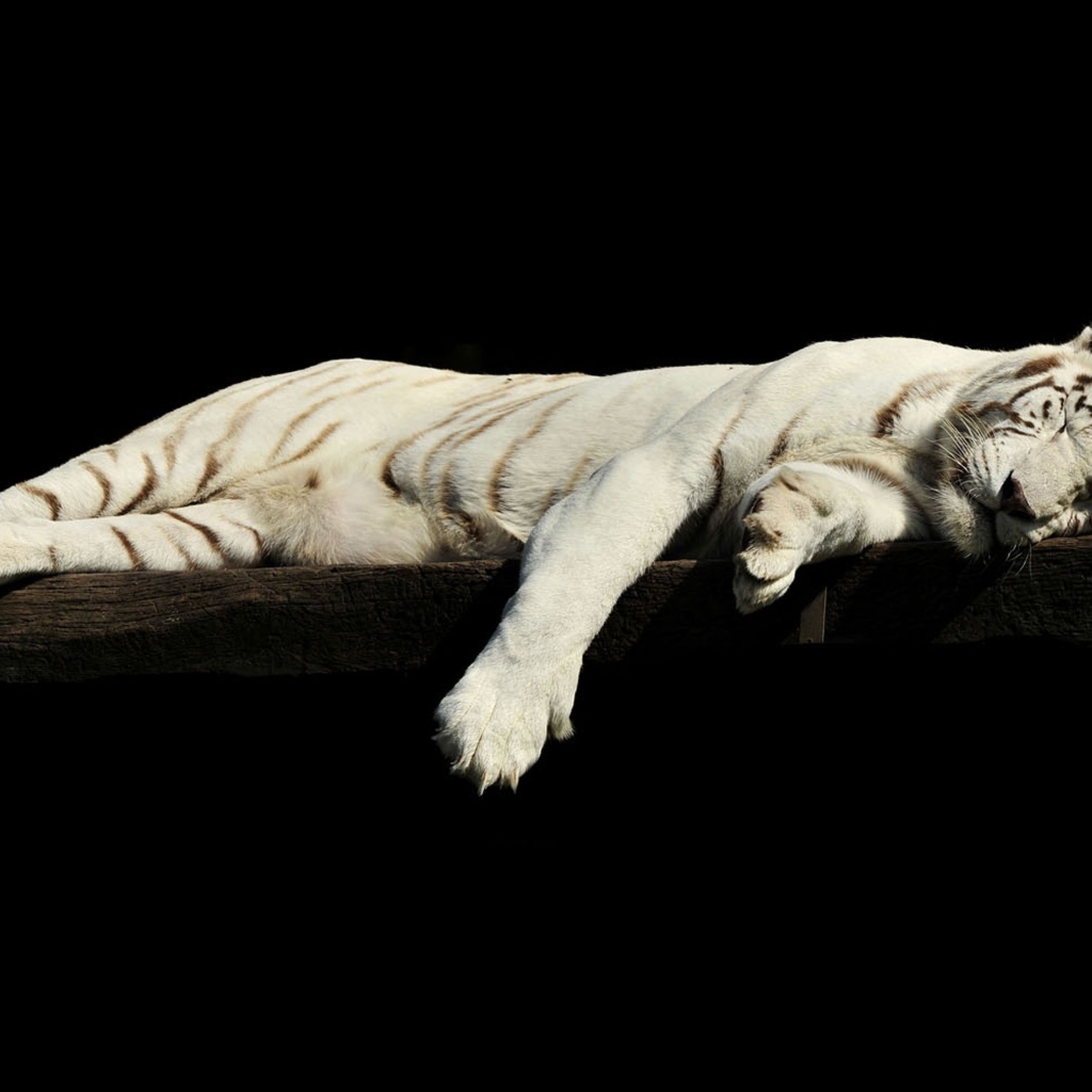 Большой белый тигр спит на черном фоне