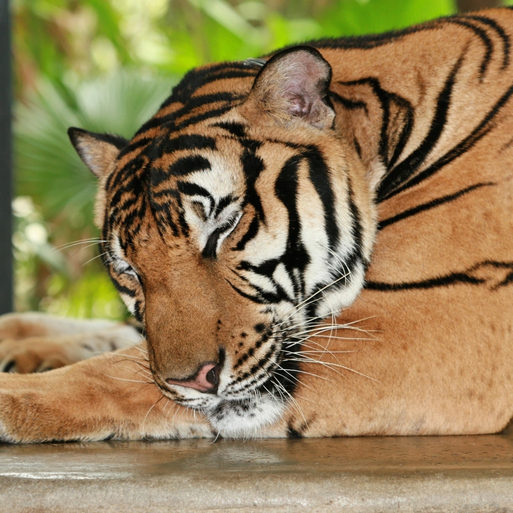 Большой полосатый спящий тигр