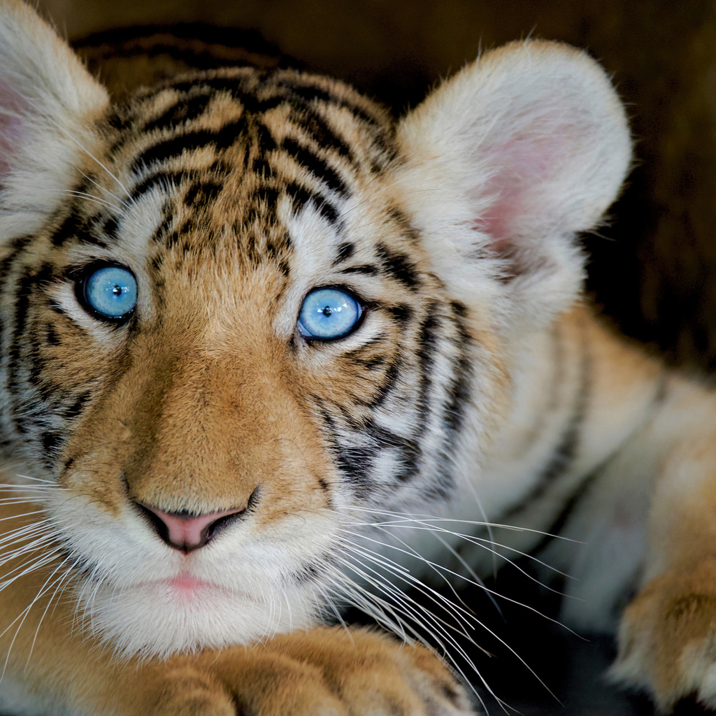 Маленький тигренок с голубыми глазами