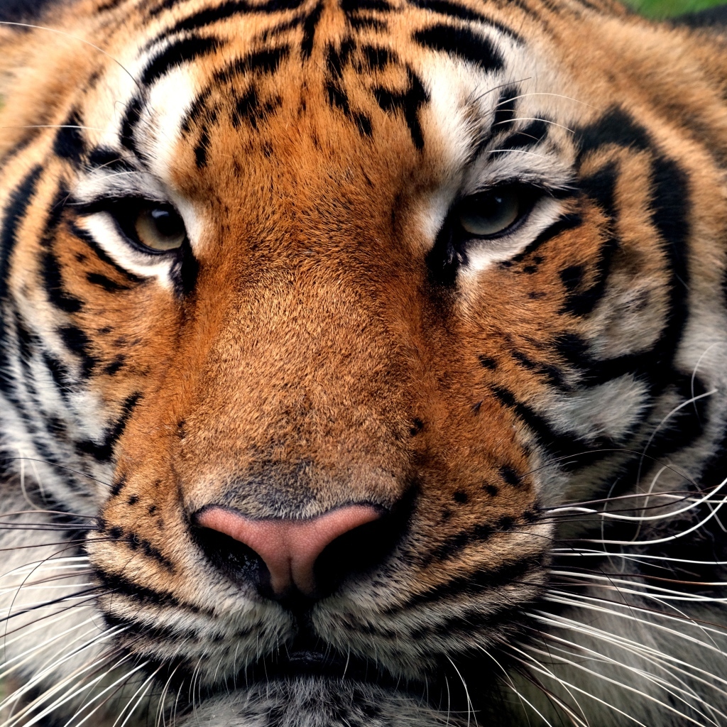 Серьезная морда полосатого тигра