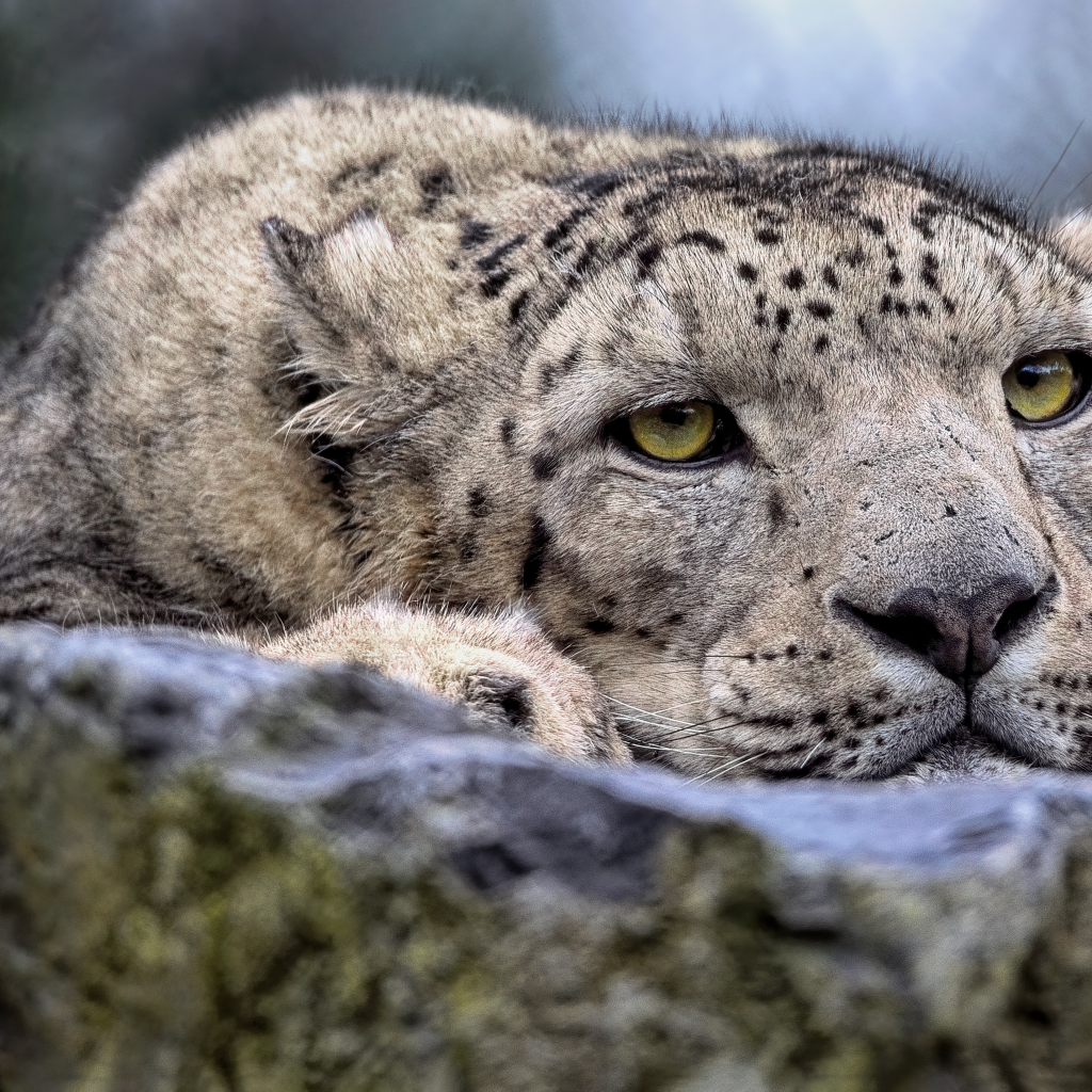 Снежный барс отдыхает на камне