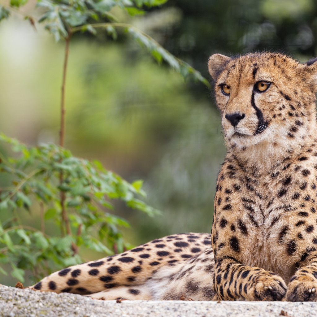Пятнистый гепард лежит на камне