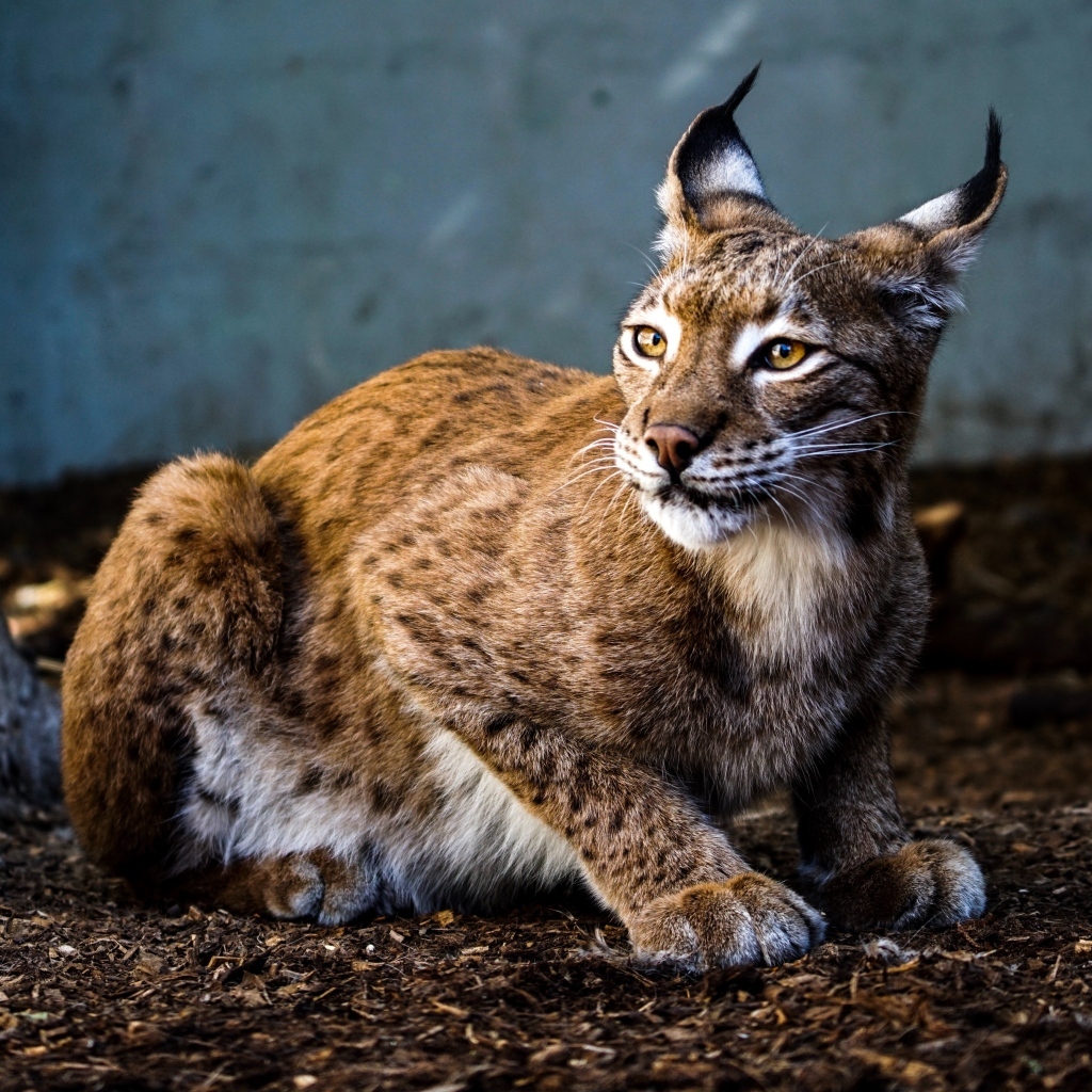 Пятнистая рысь с красивыми ушами