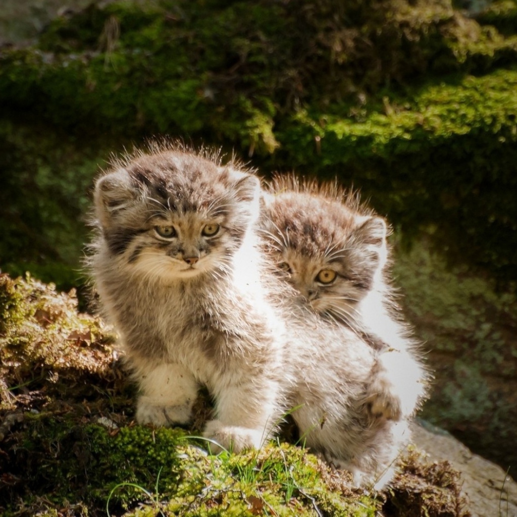 Два маленьких манула на камне в лесу