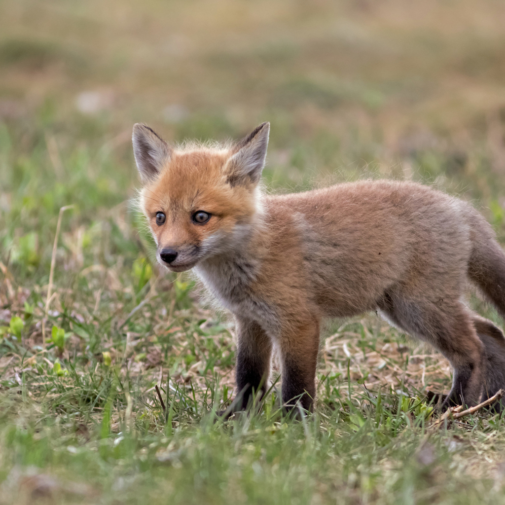 Little frightened fox on the grass