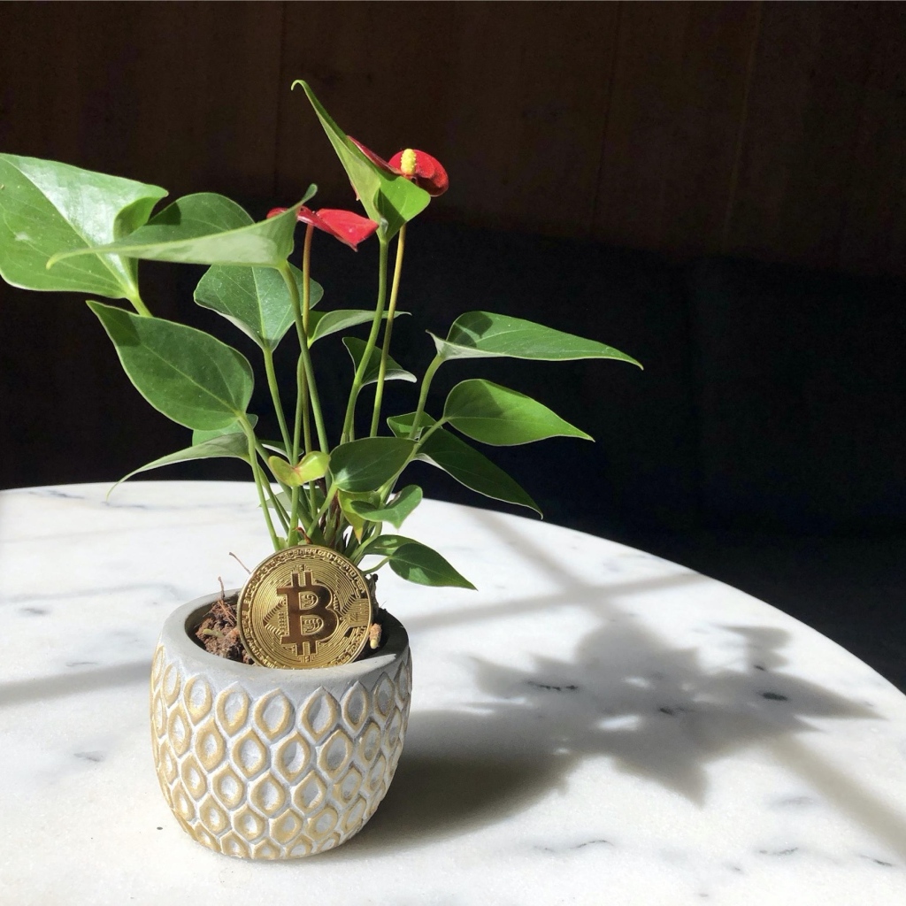 Монета биткоин с цветком антуриума