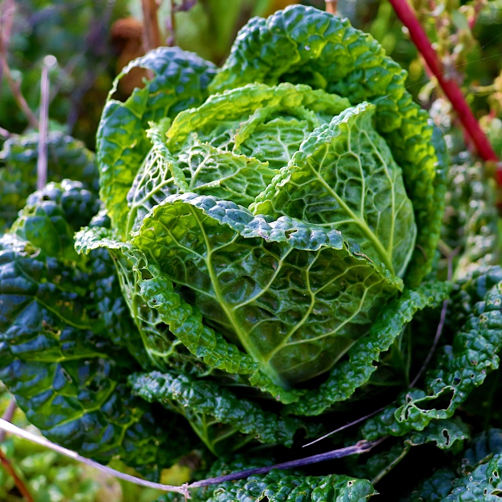Капуста растет на грядке