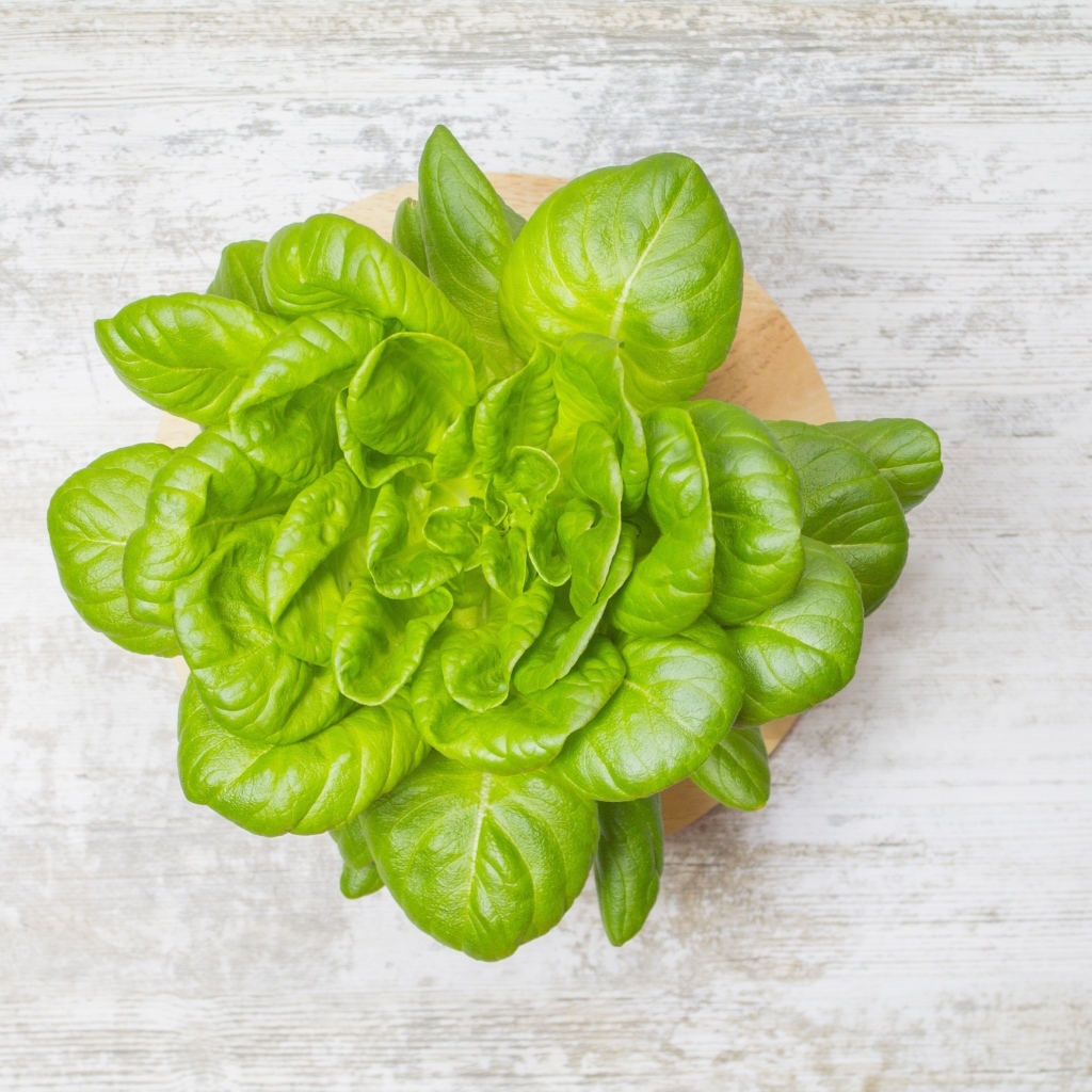 Свежий базилик на сером столе