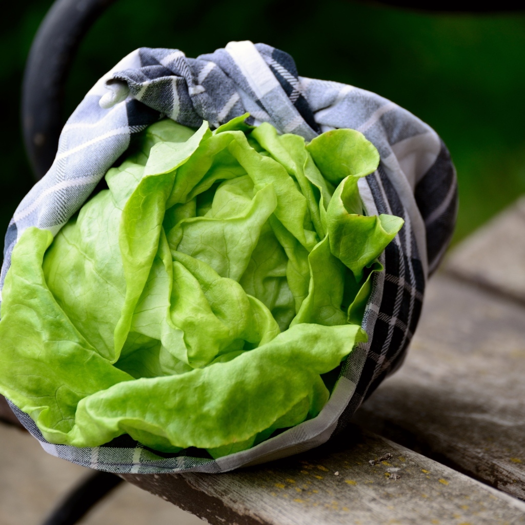 Зеленые листья салата крупным планом