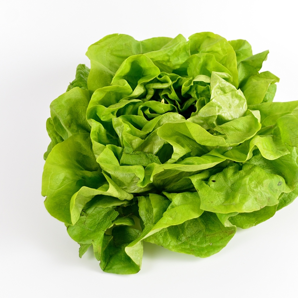 Листья зеленого салата на белом фоне