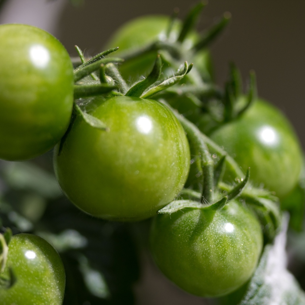 Зеленые помидоры на ветке
