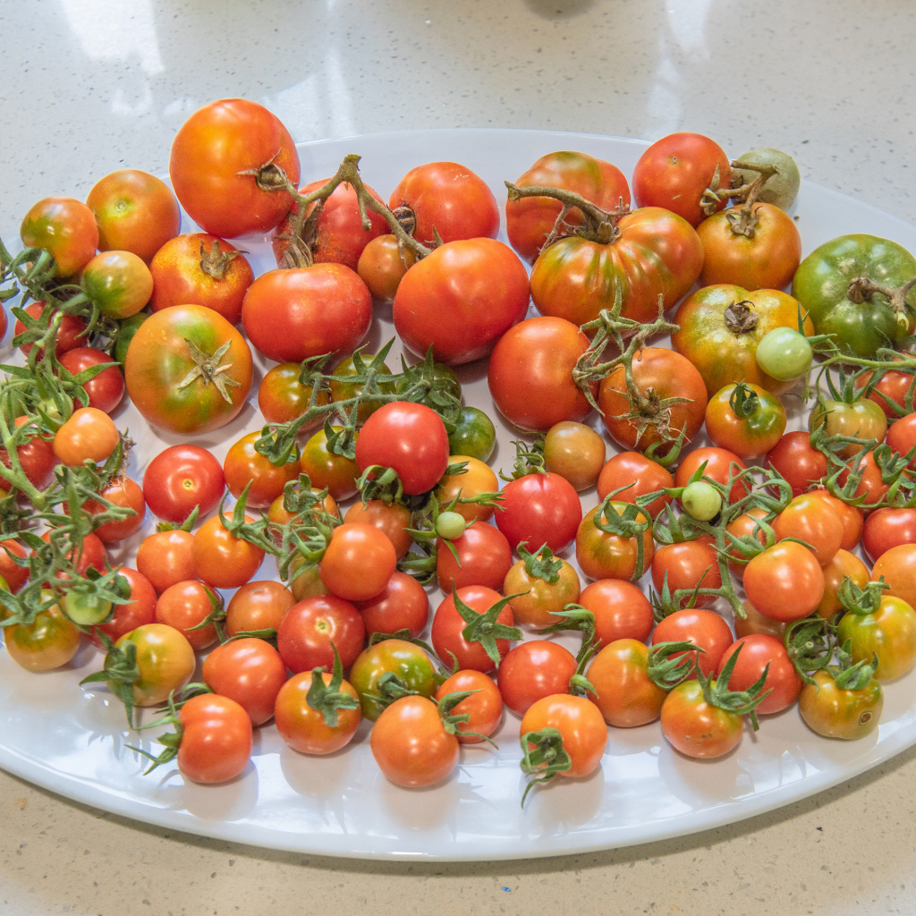 Большая белая тарелка с красными помидорами