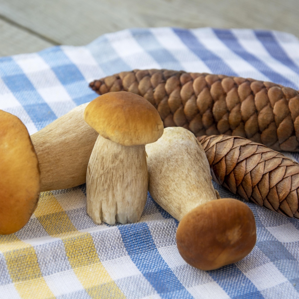 Белые грибы с шишками на столе