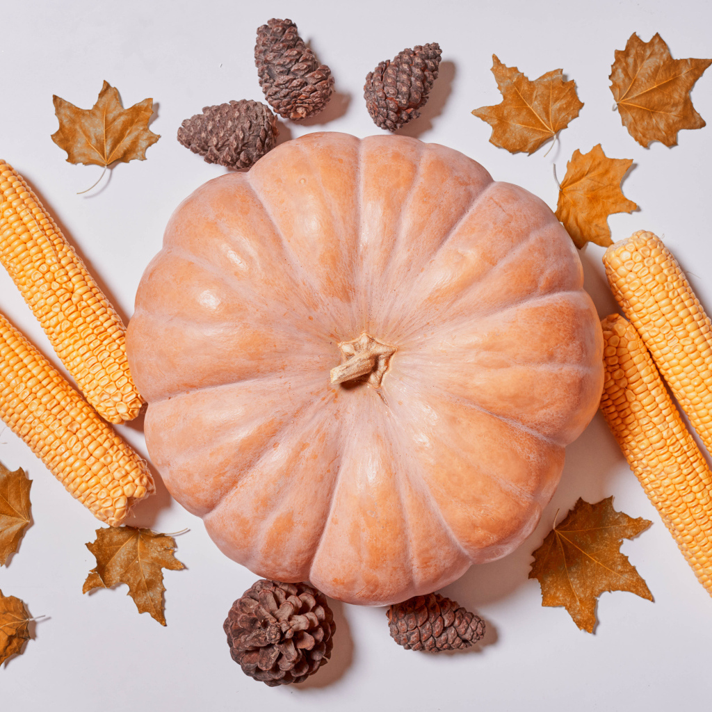 Тыква, кукуруза и  шишки на белом фоне