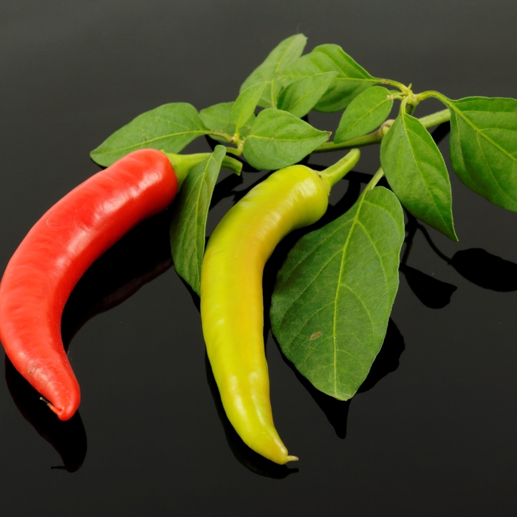 Красный и зеленый острый перец на ветке с листьями