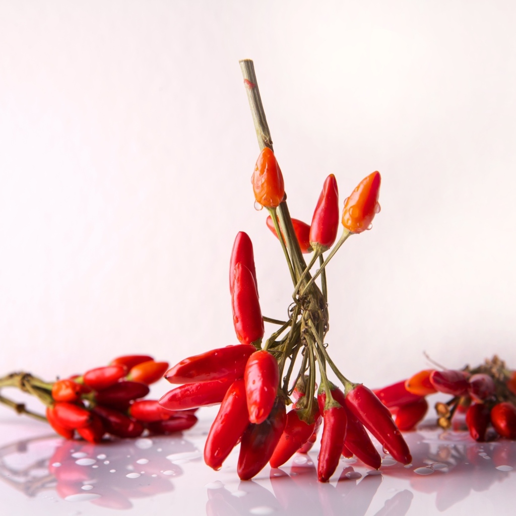 Красный острый перец на белом фоне