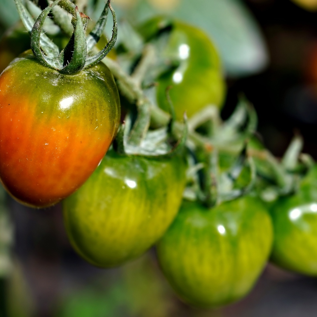 Созревающие томаты на ветке