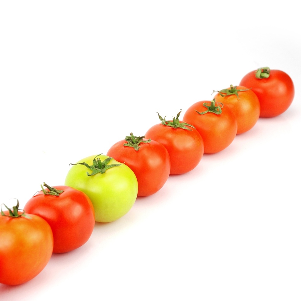 Ряд из помидоров на белом фоне