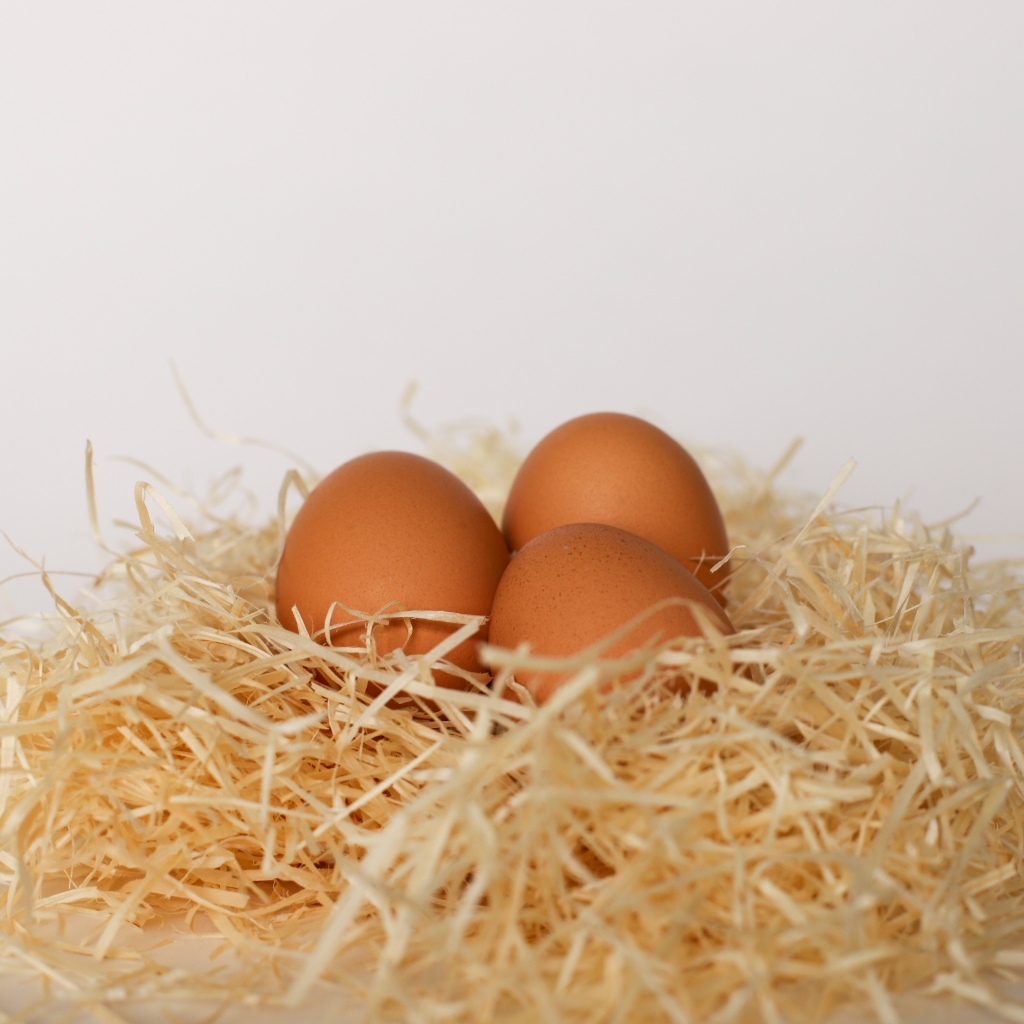 Три куриных яйца лежат в гнезде