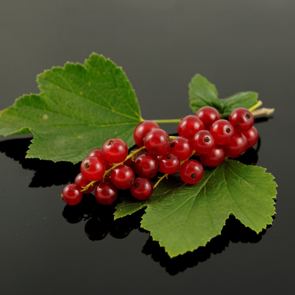 Гроздь красной смородины с зелеными листьями на сером фоне