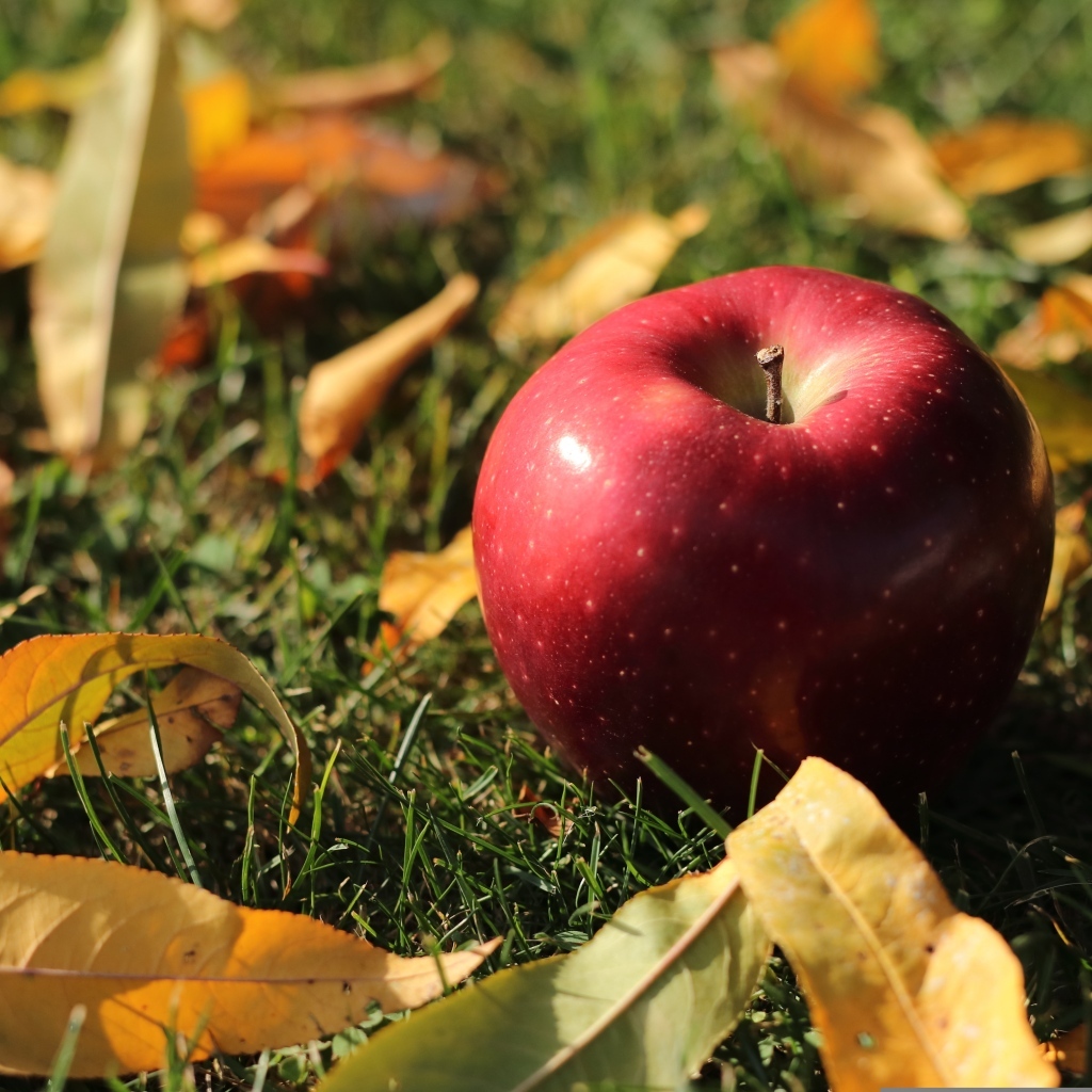 Большое красное яблоко лежит на траве с листвой