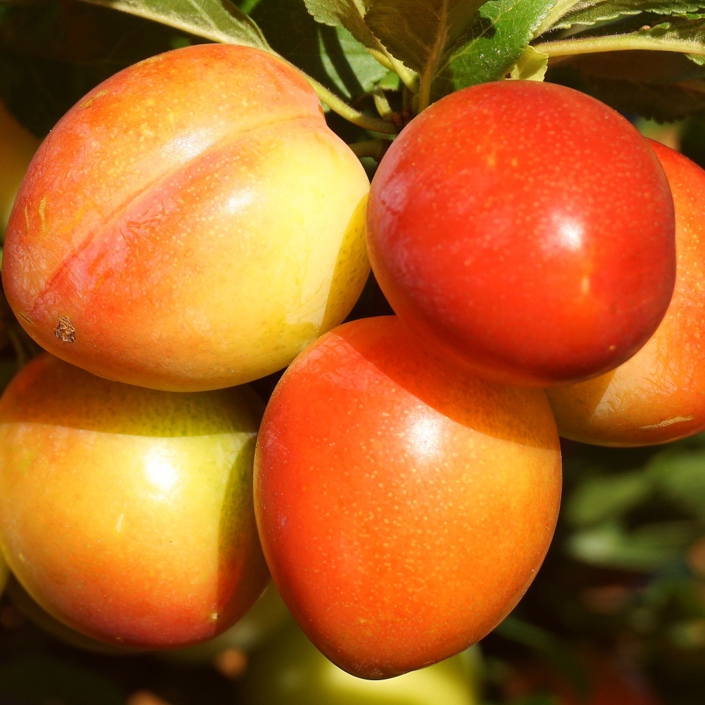 Красивые оранжевые сливы на ветке