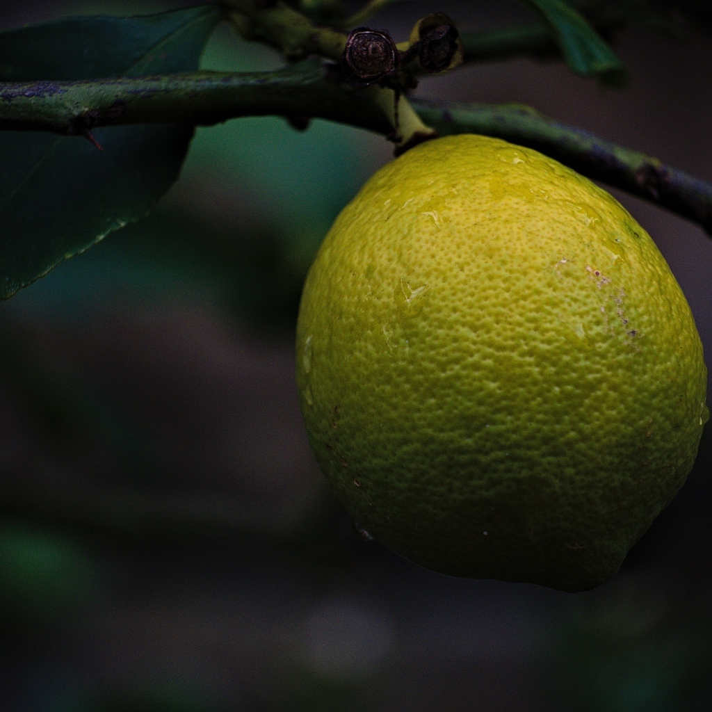 Большой лимон спеет на дереве
