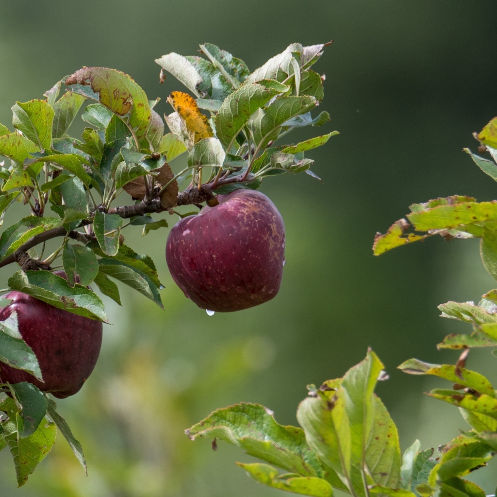 Большие красные яблоки на ветке дерева 