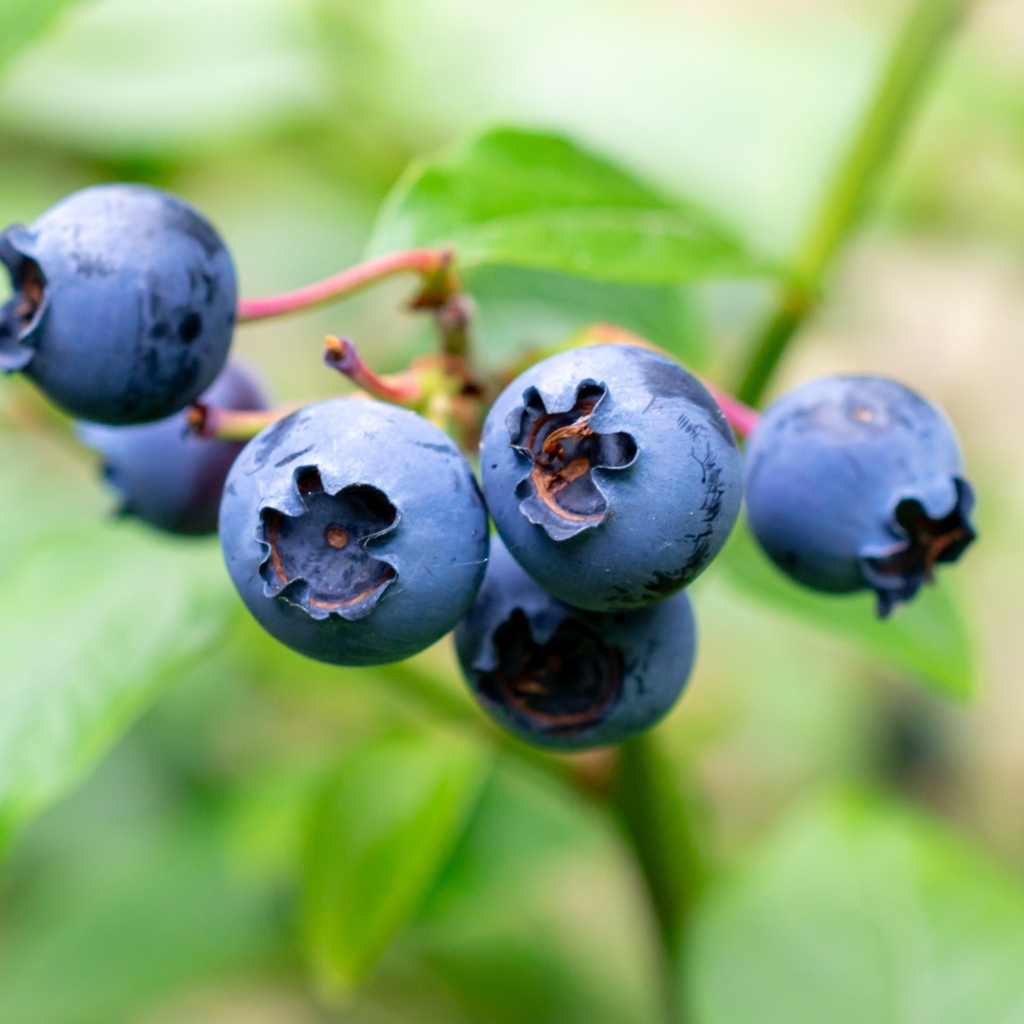 Синие ягоды лесной черники крупным планом