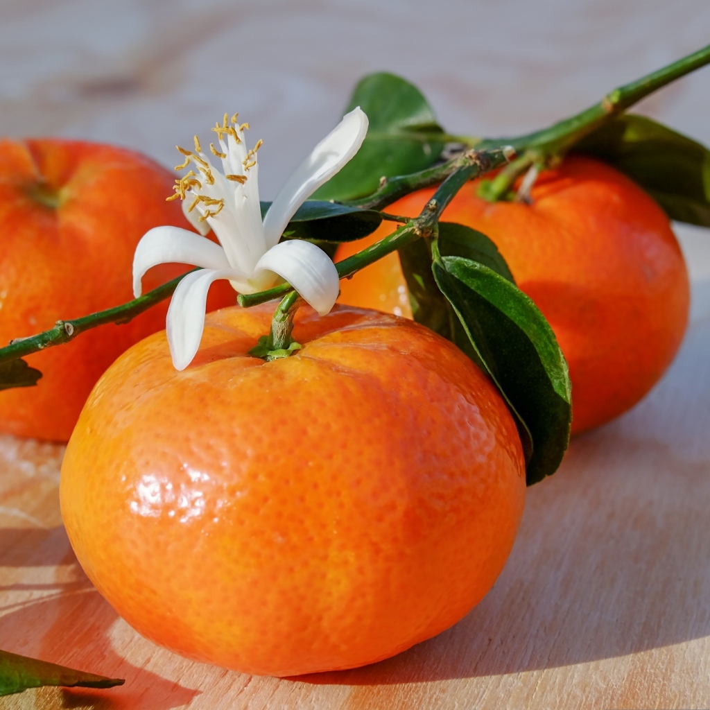 Ветка с мандаринами и цветком