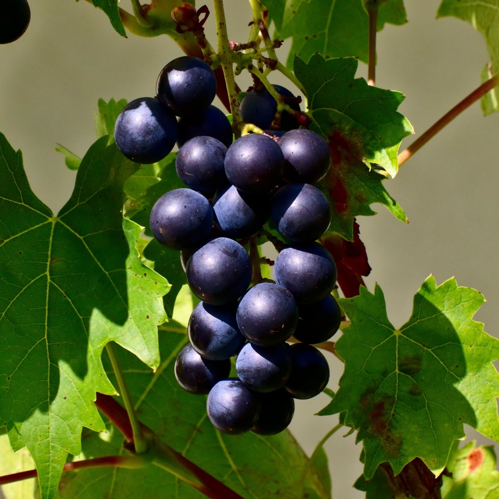 Гроздь синего винограда в зеленых листьях