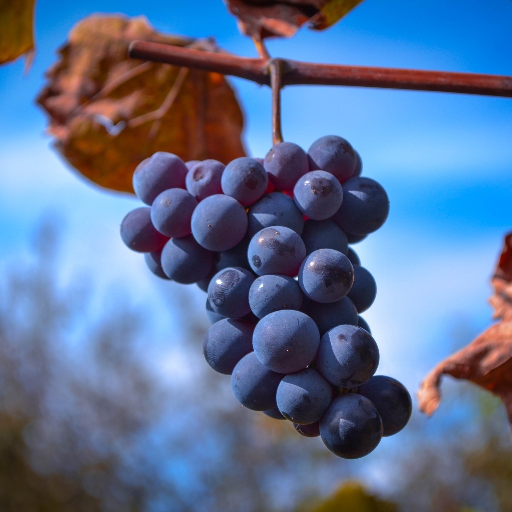 Гроздь розового винограда на ветке на фоне неба