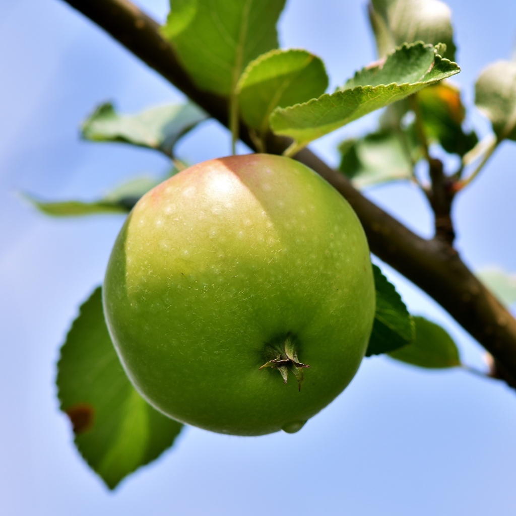 Зеленое яблоко на ветке дерева