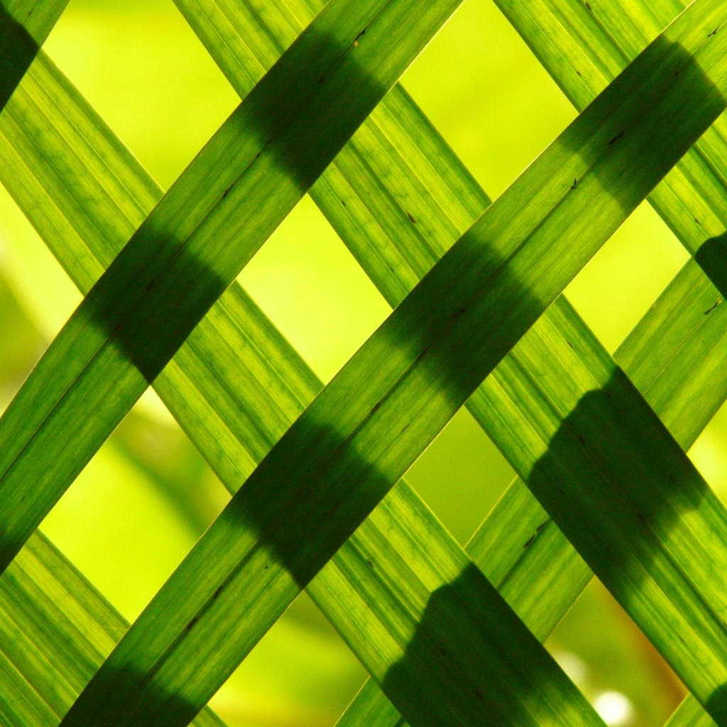 Зеленые листья выложили решеткой