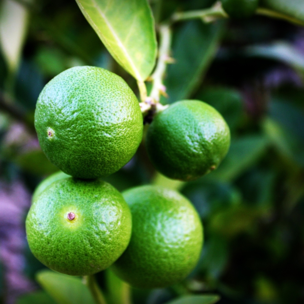 Зеленые лаймы на ветке дерева