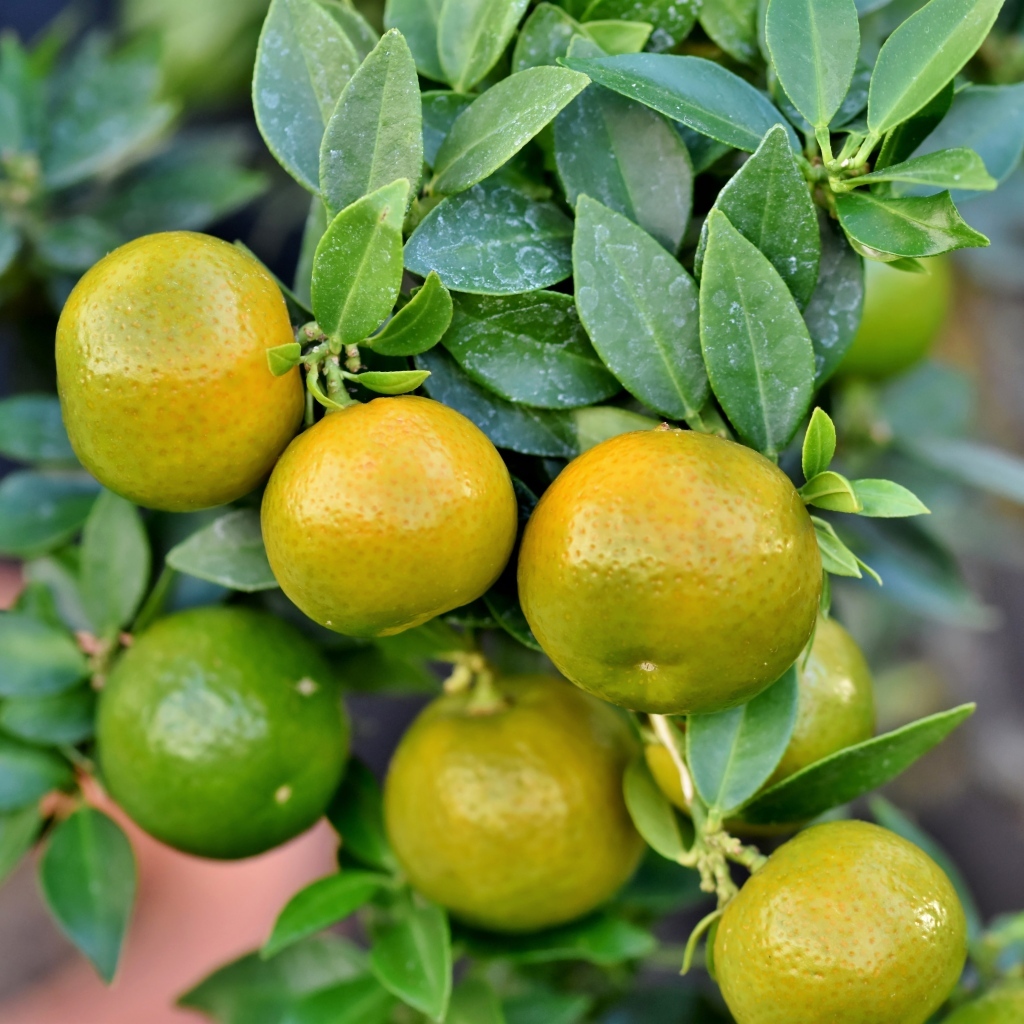 Зеленые мандарины на ветке 