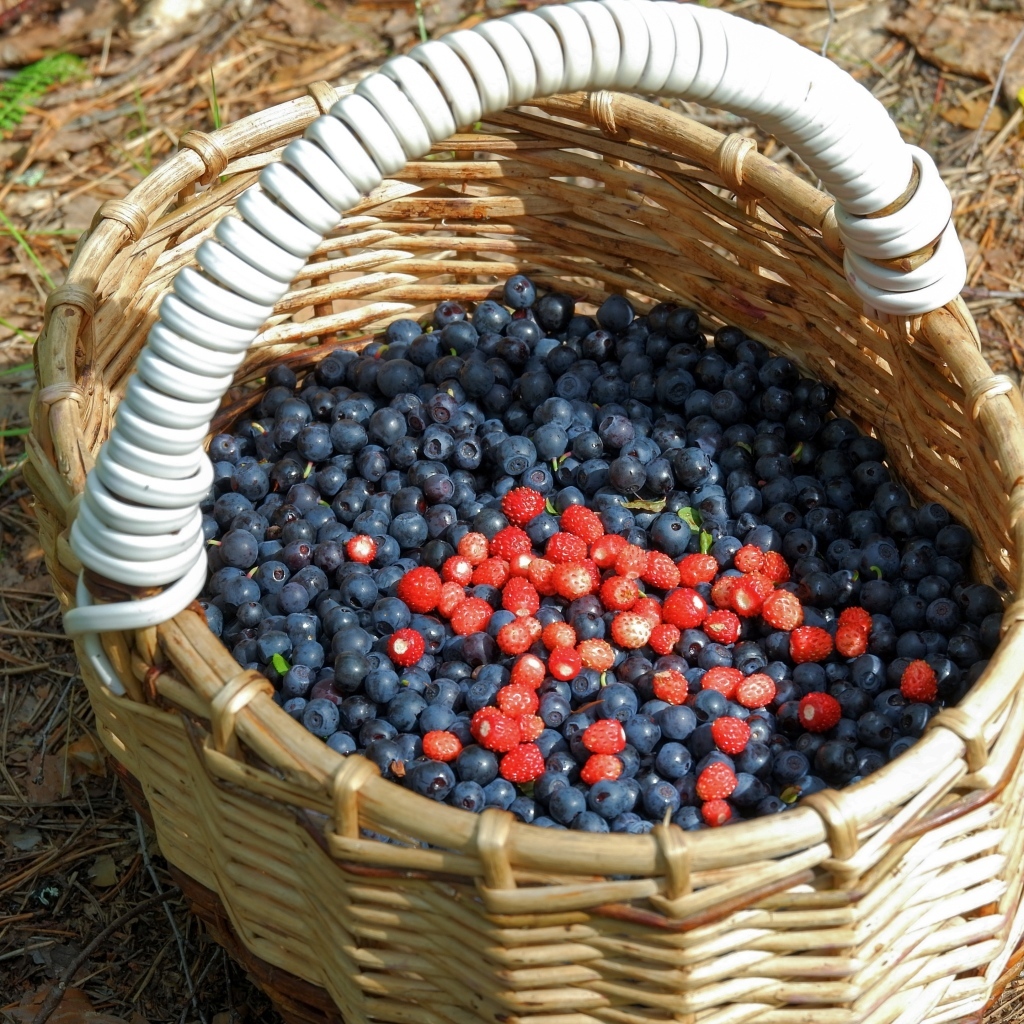 Большая корзина с ягодами черники в лесу