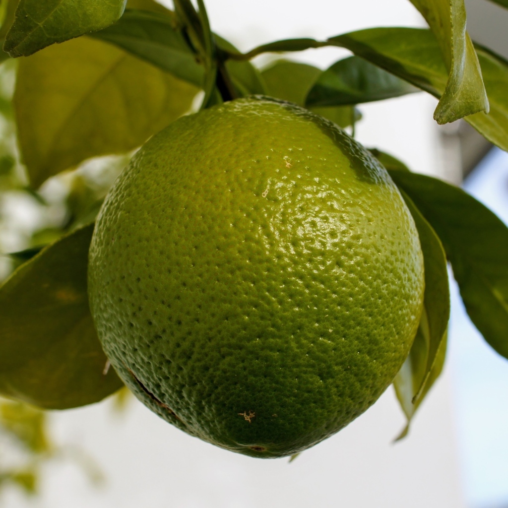 Большой зеленый лайм на ветке дерева крупным планом