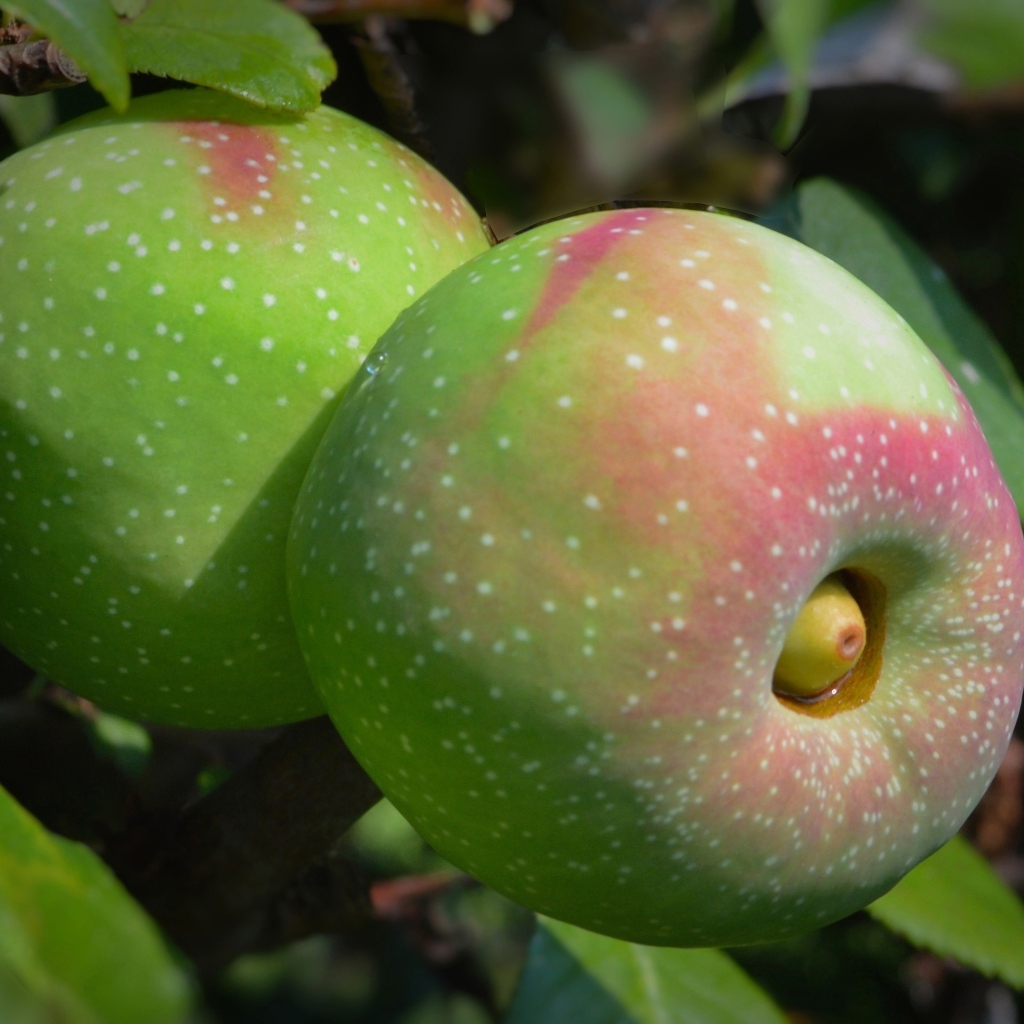 Большие крупные яблоки на ветке дерева