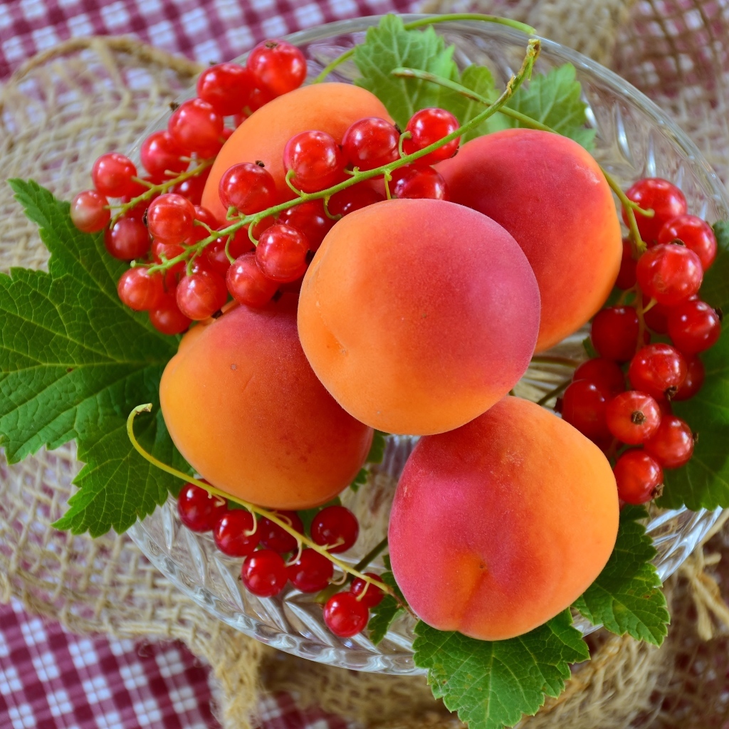 Большие сладкие абрикосы с красной смородиной