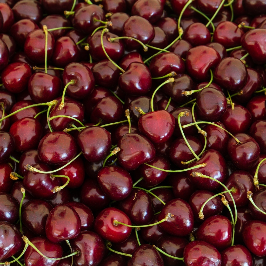 Много вкусной спелой красной черешни 
