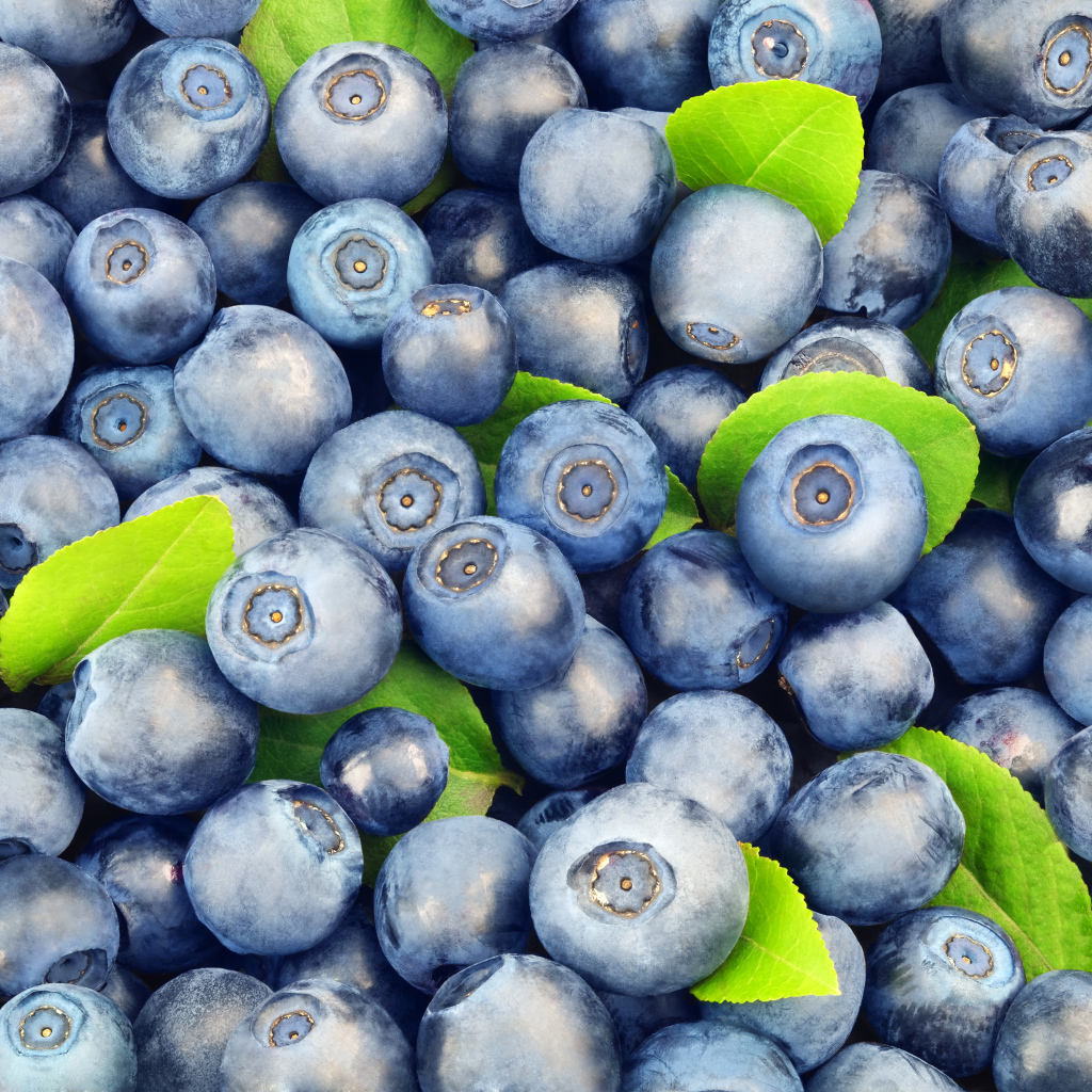 Много спелых синих ягод черники крупным планом